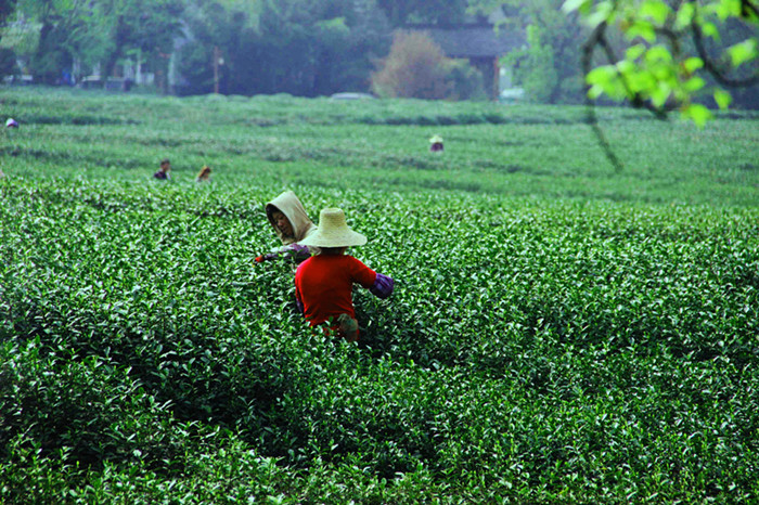 茶园与茶农_副本.jpg